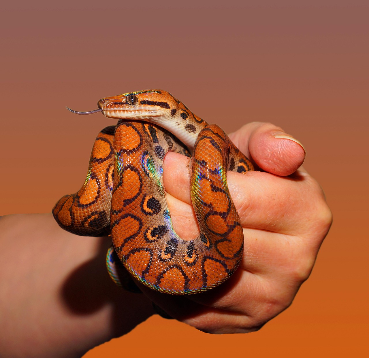 Andenken an Schlange Schlange in einer Hand