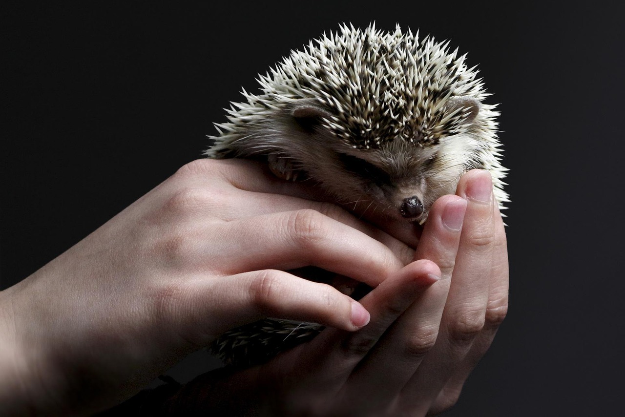 Andenken an Igel Igel in Händen