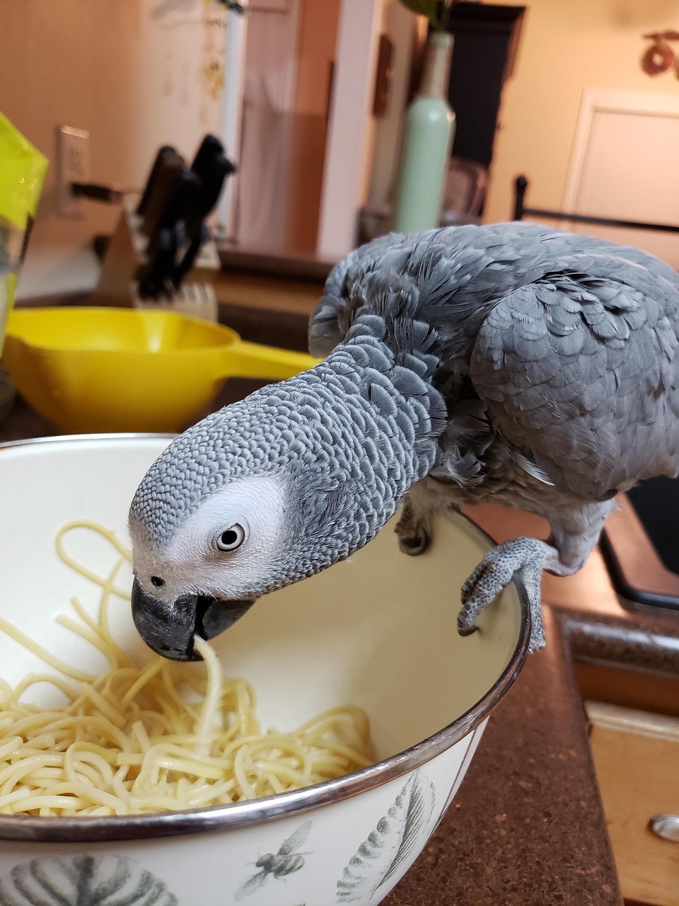 Plötzlich ist dein Seelenpapagei nicht mehr Papagei frisst Spaghetti