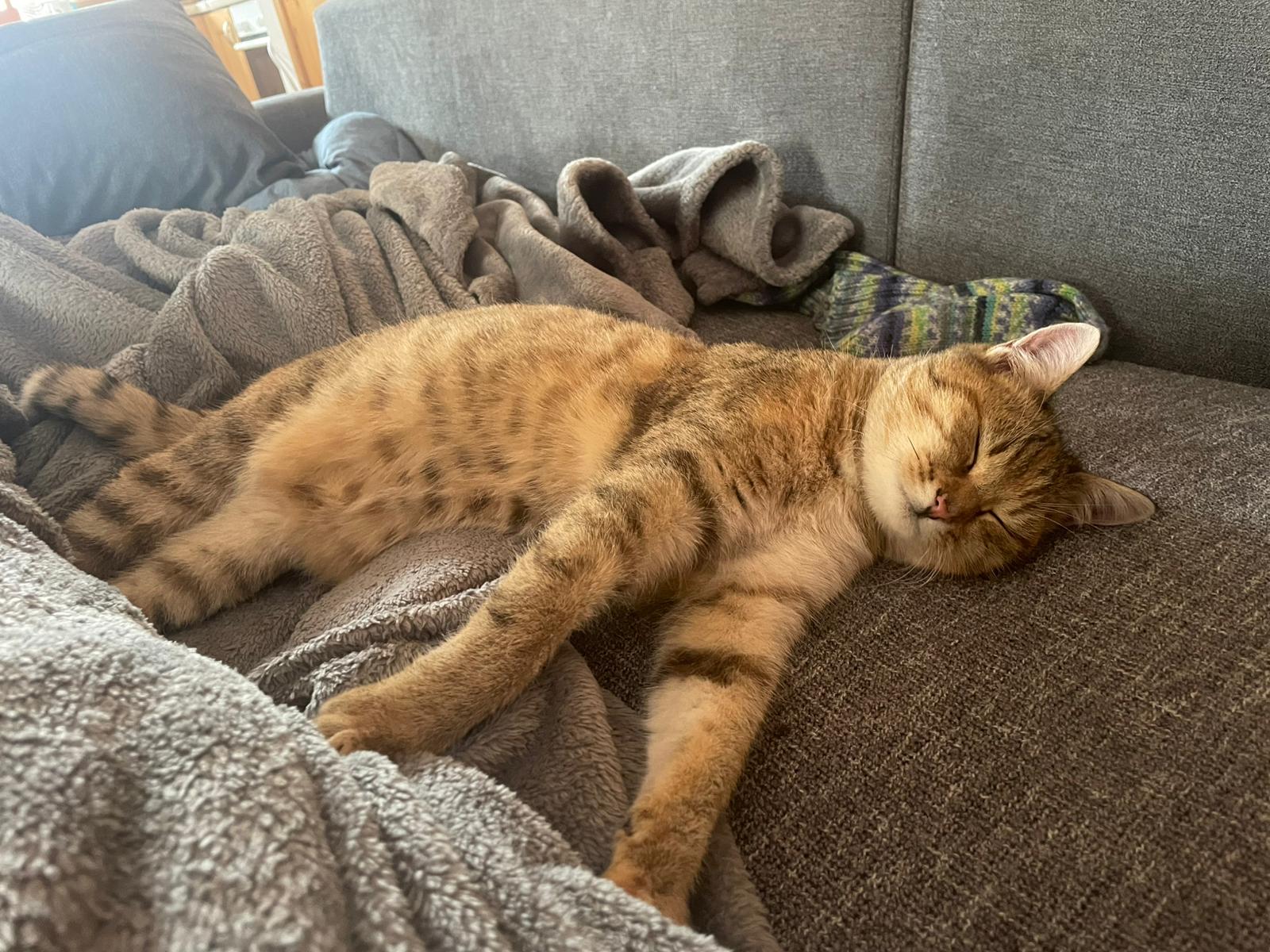 Kuschelkatze Kuschelkatze