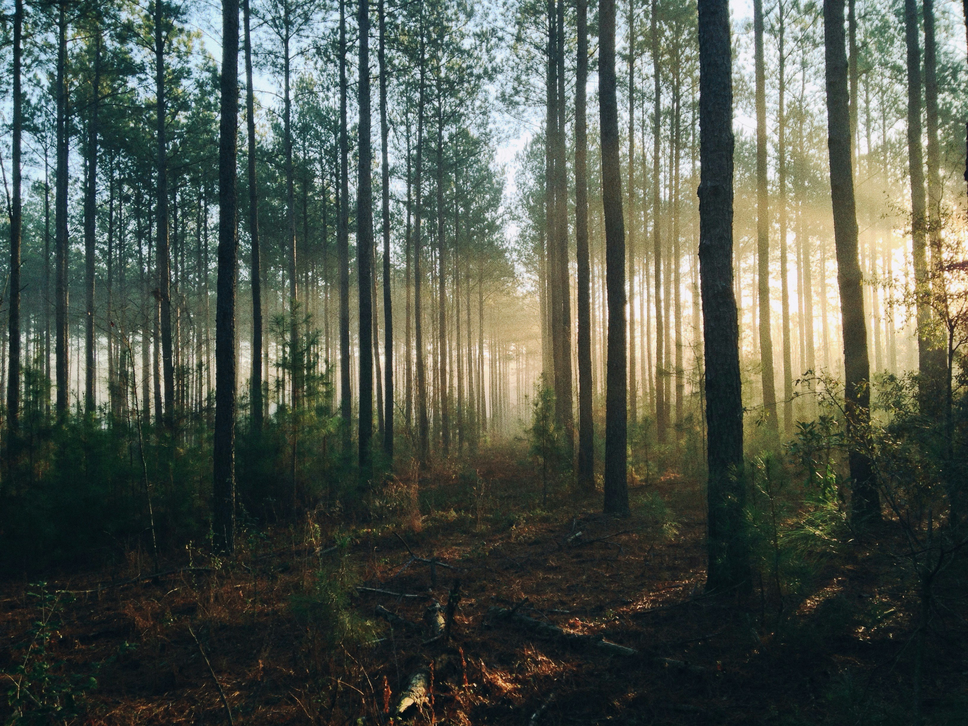 Naturbestattungsmöglichkeiten