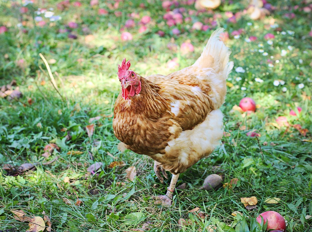 Andenken an Henne Huhn auf der Wiese