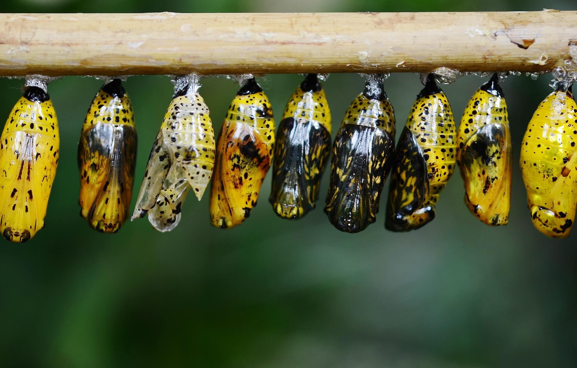 Just like the caterpillar, so is the human.