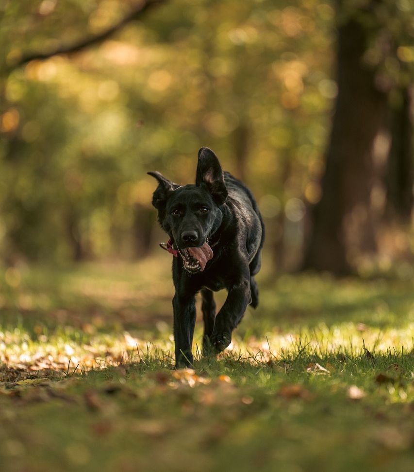 Suchhunde: Wenn jede Sekunde zählt