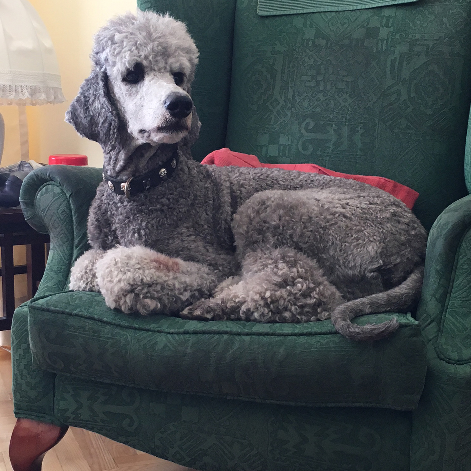 Unser Hund war mehr als nur ein Haustier, er war Teil der Familie