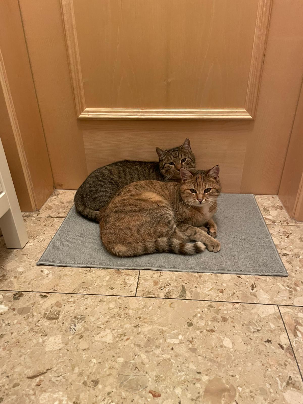 Katzen warten auf den Einlass Katzen warten schon vor der Wohnungstür