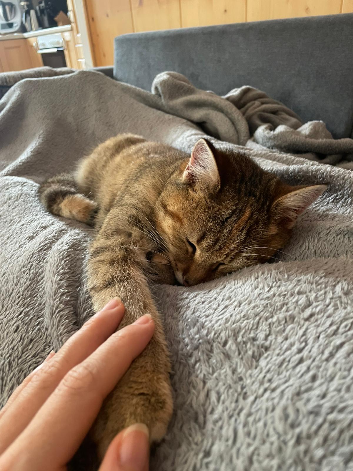 Katze beim Kuscheln Katze beim Kuscheln